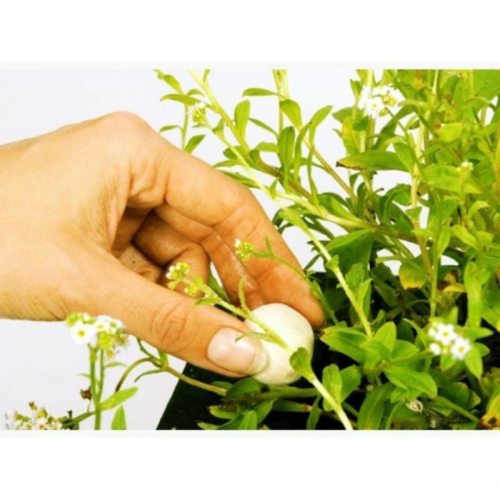 Velda Pastilles D’engrais Plantes Aquatiques 2 Velda Pastilles D’engrais Plantes Aquatiques – Image 2