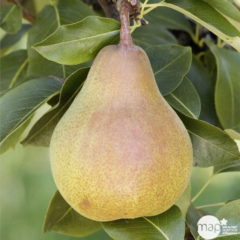 Madison Housse De Meubles D'extérieur Rond 320 Cm Gris 1 Madison Housse De Meubles D'extérieur Rond 320 Cm Gris